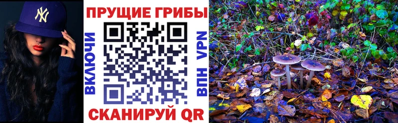 закладки  Кувандык  hydra зеркало  Псилоцибиновые грибы прущие грибы 